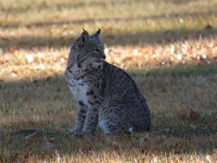 Lince rossa