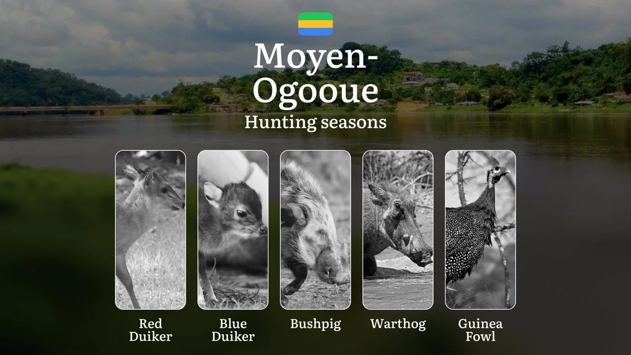 Hunting Seasons in MOYEN-OGOOUÉ: Optimal Periods, Legal Restrictions, Protected Species, Licensing Requirements and Practical Tips
Moyen-Ogooué stands as one of Gabon's