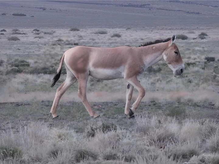Կուլան (Կիսաթուր) (Equus hemionus kulan), 2 of 3
