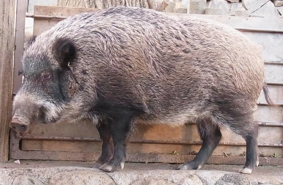 Japanese Wild Boar (Sus scrofa leucomystax)