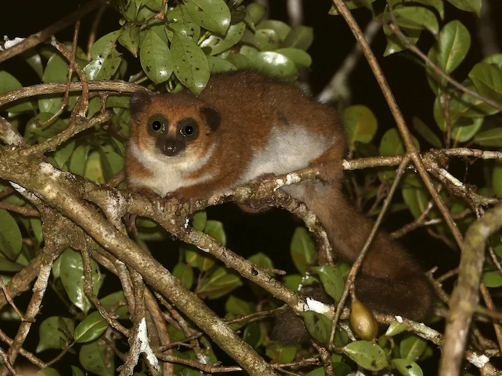 Дивљи лемур са длакавим ушима (Cheirogaleus crossleyi)