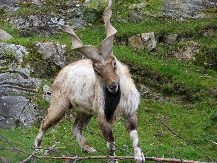 Ջերդոնի մակրա (Ֆալկոների մակրա) (Capra falconeri jerdoni), 1 of 3