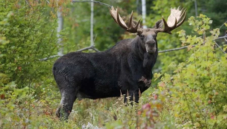 Ամերիկյան եղջերու (Մուս) (Alces alces americana), 3 of 4
