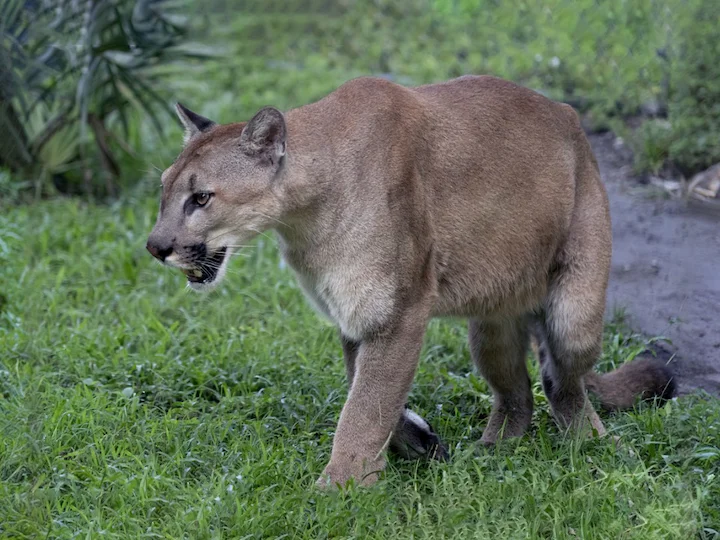 Puma (Dağ aslanı) (Puma concolor stanleyana), 2 of 3