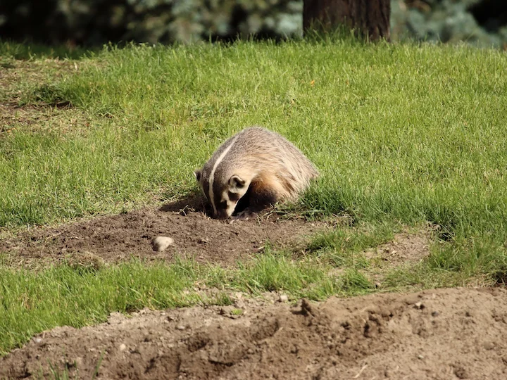 Amerikanischer Dachs (Waldschneppendachs) (Taxidea taxus)
