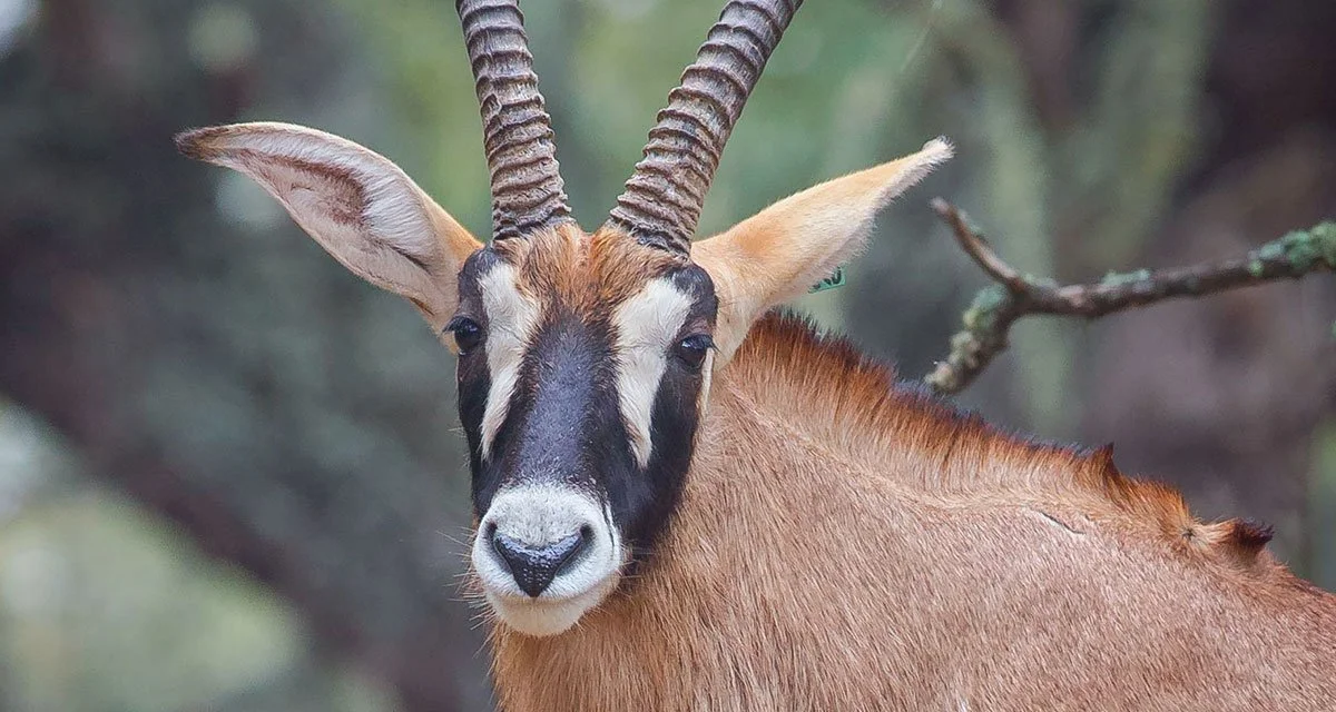 Ռոան անտիլոպ (Հիպոտրագ)