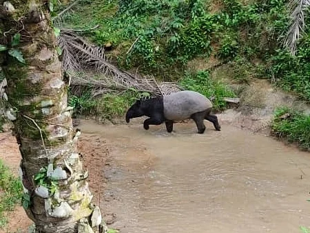 Maleisiese tapir Maleisiese tapir