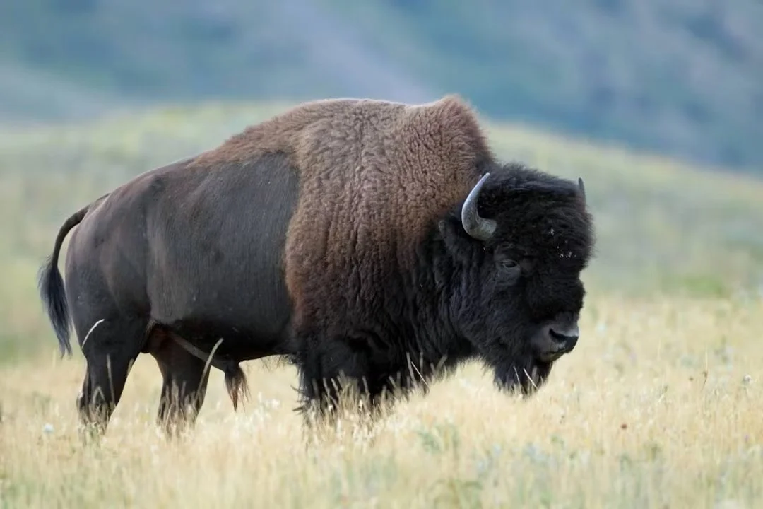 Բիզոն (Ամերիկյան բիզոն) (Bison bison bison), 4 of 5