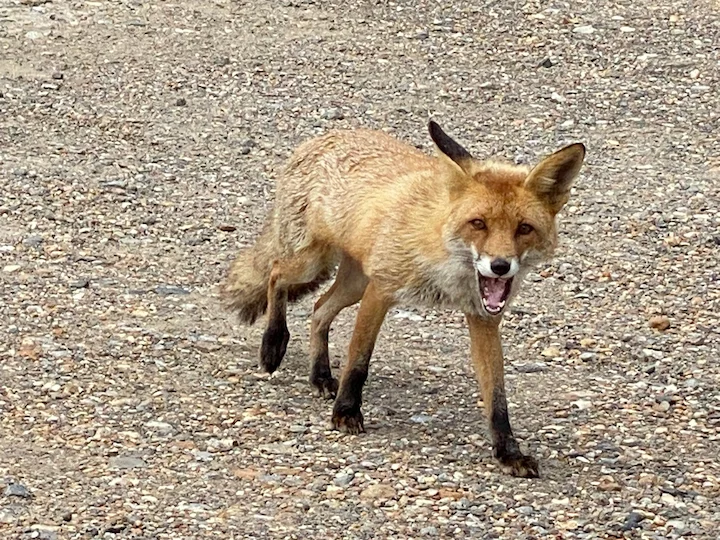 Rotfuchs (Kreuzfuchs) (Vulpes vulpes crucigera)