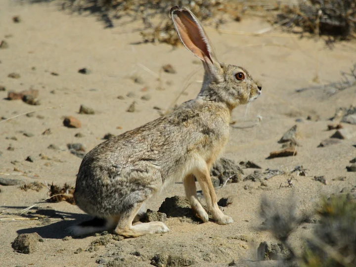 Заек (Арабски заек) (Lepus capensis arabicus)