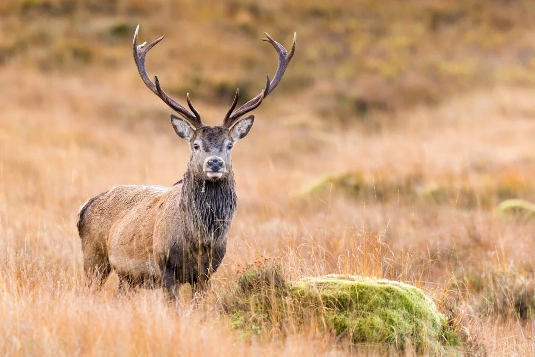 Jagd im Berner Jura (Kanton Bern), Schweiz: Landschaftsmerkmale, Einwohnerschaft, Jagdarten, Wildbestände, Interessengru… Jagd im Berner Jura (Kanton Bern), Schweiz: Landschaftsmerkmale, Einwohnerschaft, Jagdarten, Wildbestände, Interessengru…