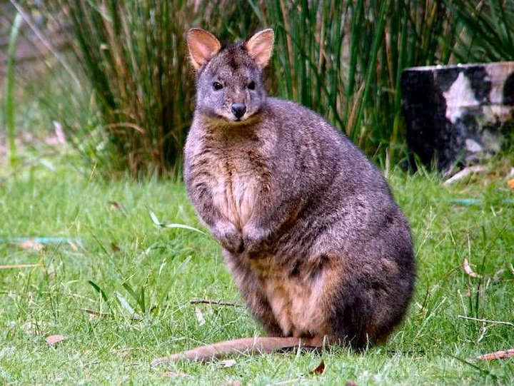 Brown's Pademelon (Brown's Thylogale) (Thylogale browni)