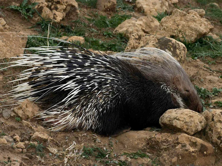Kamigelpiggsvin (Afrikanskt igelpiggsvin) (Hystrix cristata)