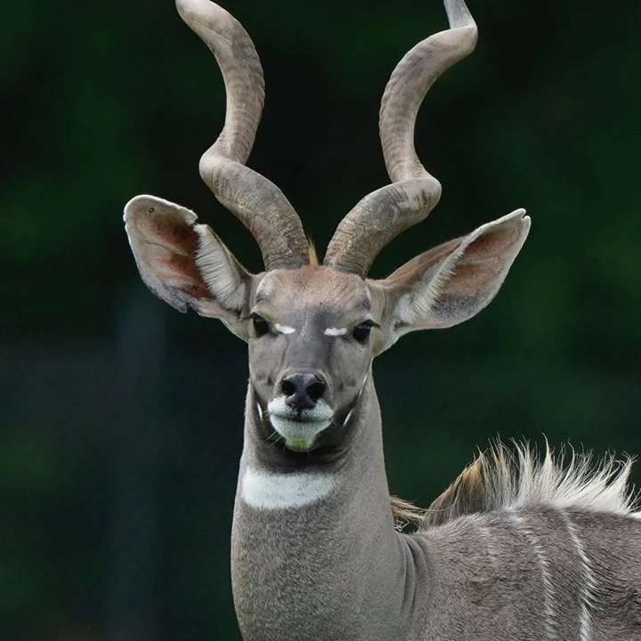 Klipspringer (Klipbok) (Tragelaphus imberbis), 2 of 6