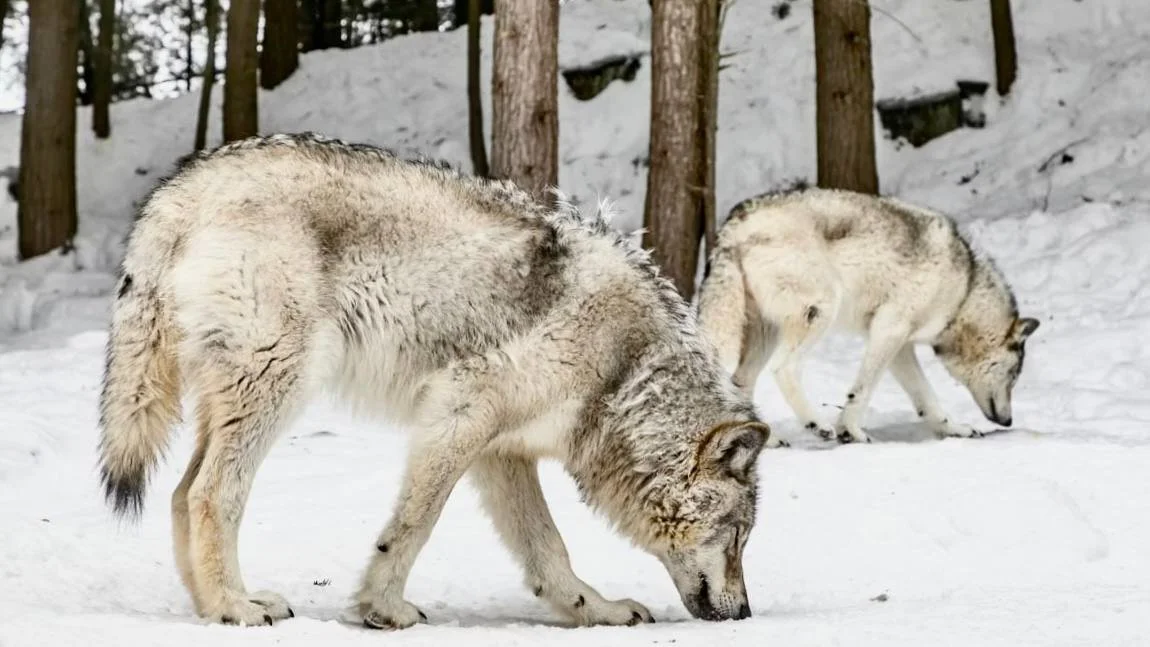 Västernorrland Wolf Pair Approved for Protective Hunting After Reindeer Attacks