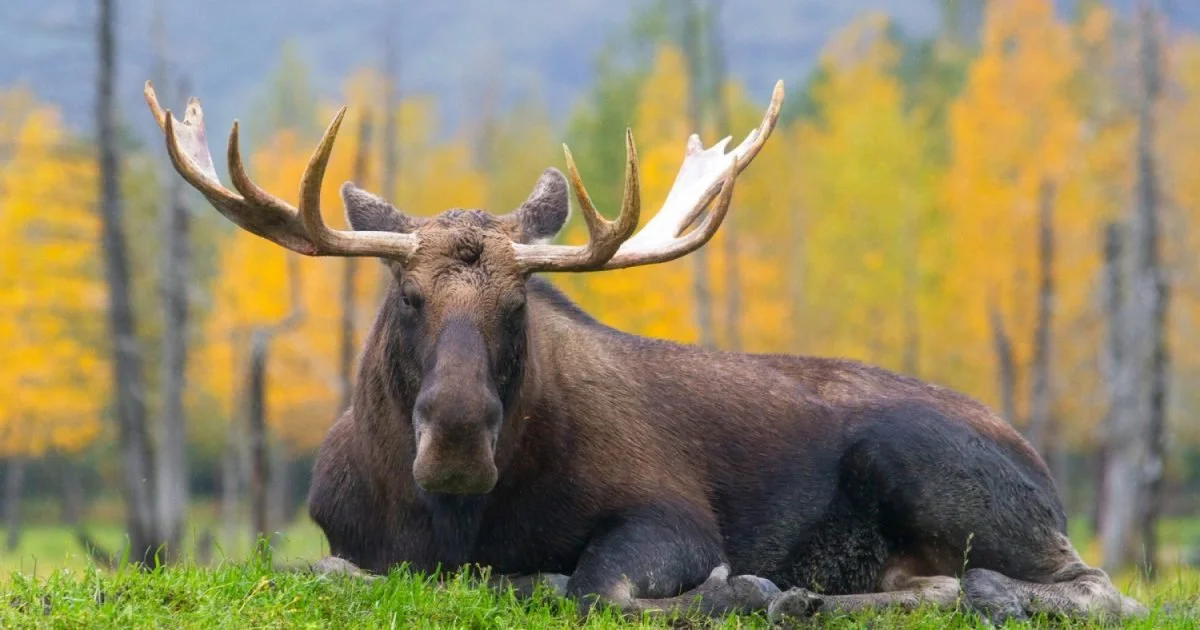 Älg (Skandinavisk älg) (Alces alces gigas)