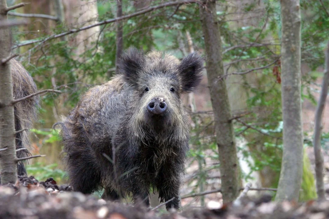 Jagd im Bezirk Zurzach (Kanton Aargau), Schweiz: Eigenschaften, Jägerschaft, Jagdstrategien, Wildarten, Saisons, Vereine… Jagd im Bezirk Zurzach (Kanton Aargau), Schweiz: Eigenschaften, Jägerschaft, Jagdstrategien, Wildarten, Saisons, Vereine…