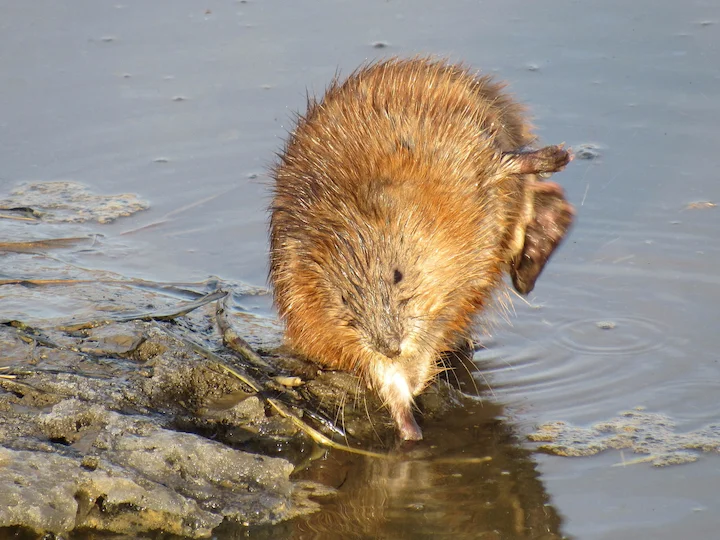 Ratto muschiato
