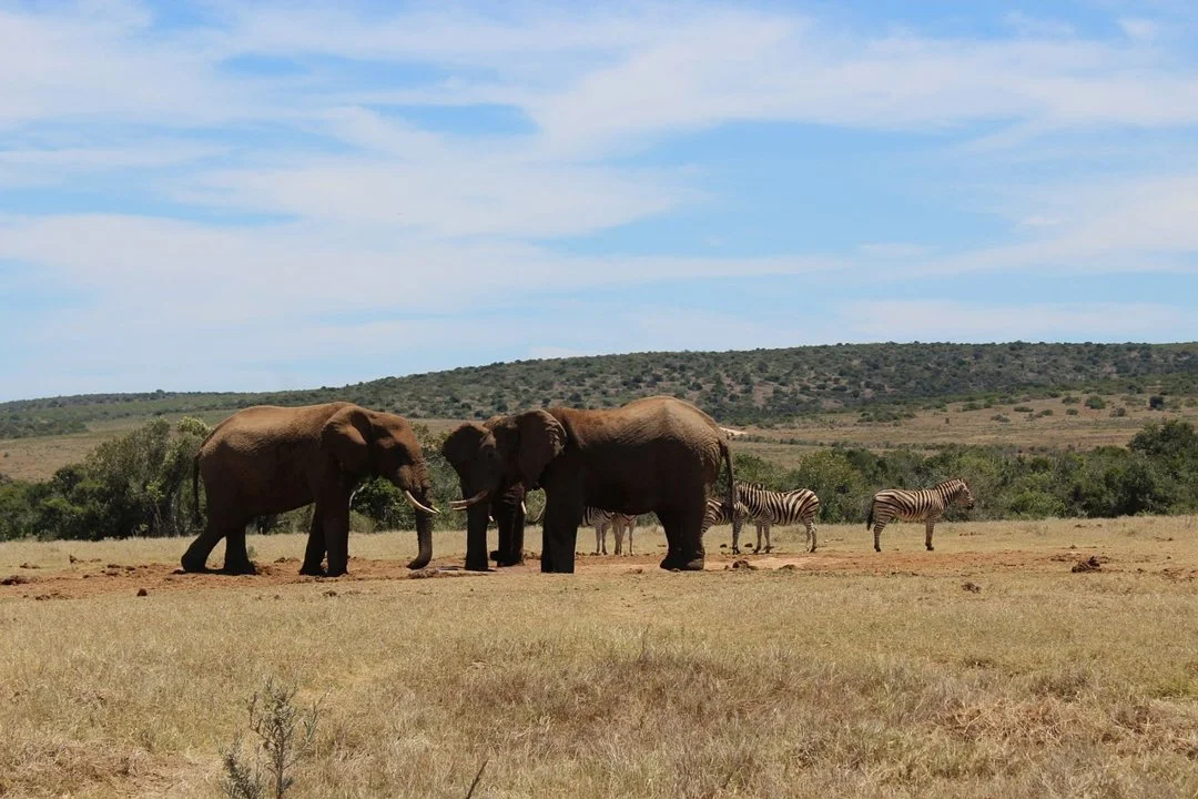 Hunting the Addo Edge: Ethical Pursuits, Dense Bush Challenges, and Rich Plains Game Variety
Geography and Natural Features
The Addo region, located in South Africa’s E