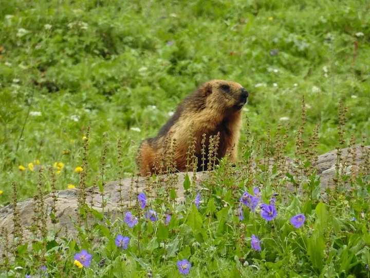 Langschwanzmurmeltier (Gelbwangenziesel) (Marmota caudata)