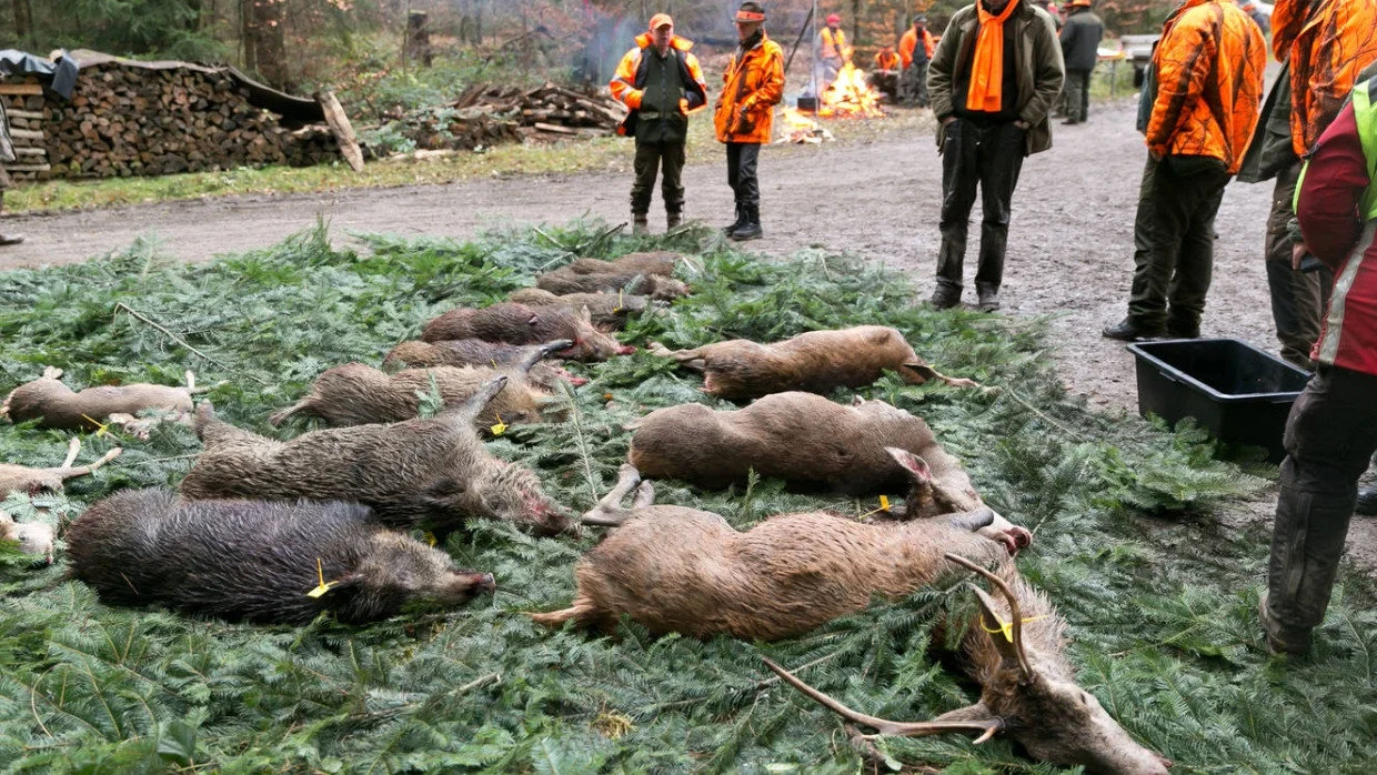 Jagd im TAUNUS: Besonderheiten der Jagd, Jagdzeiten, Rechtliche Rahmenbedingungen und interessante Fakten über die Jagd… Jagd im TAUNUS: Besonderheiten der Jagd, Jagdzeiten, Rechtliche Rahmenbedingungen und interessante Fakten über die Jagd…
