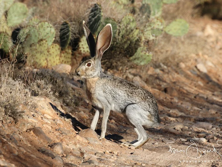 Lepre antilope