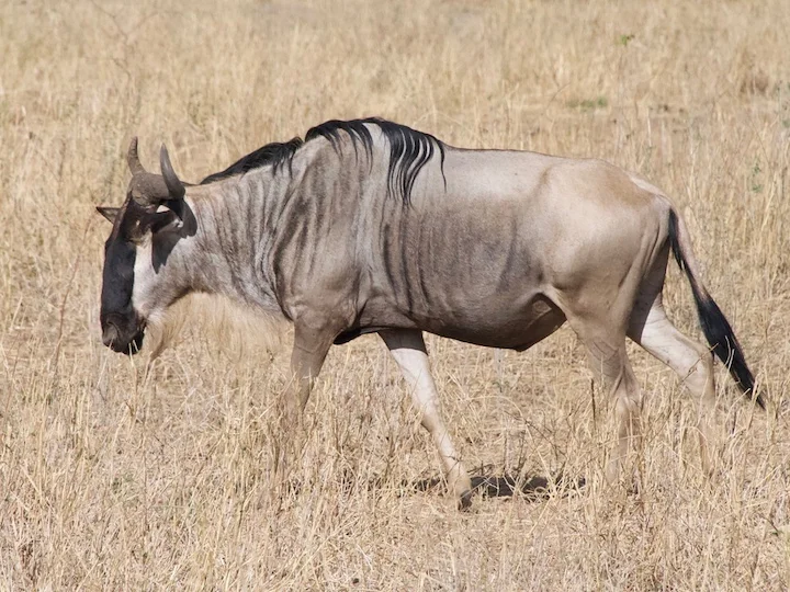 Weißbart-Gnus (Weißbärtiger Gnus) (Connochaetes taurinus albojubatus)