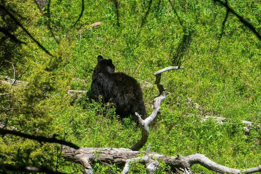 Black Bear Hunting Seasons in Florida and Louisiana Generate Crucial Conservation Funding

Florida and Louisiana are demonstrating how regulated black bear hunting season