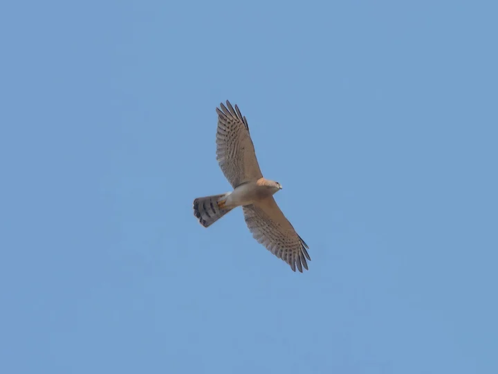 Schikra (Tachyspiza badia)