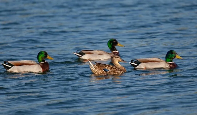 Montrose Conservation Area Faces Fundamental Change as Low Water Levels End Era of Managed Waterfowl Hunting