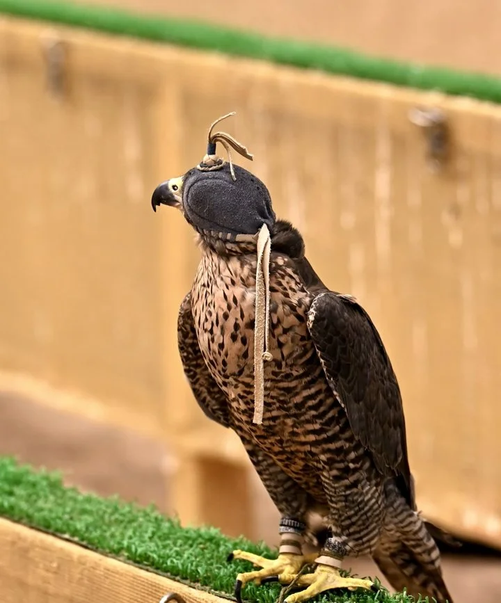 Falconry Glossary: Essential Terms Every Beginner Should Know