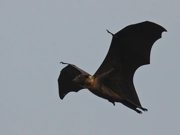 Indischer Flughund (Riesentempelfledermaus) (Pteropus giganteus)