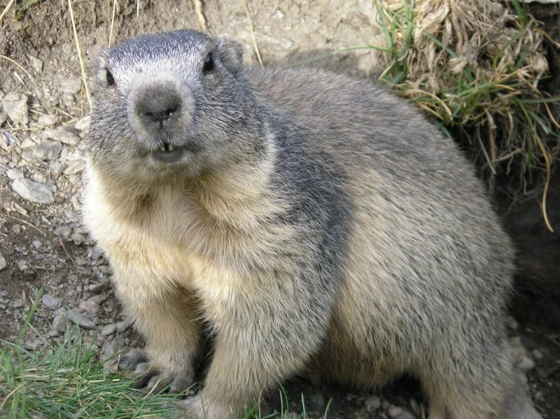 Մարմոտ (Լեռնային մարմոտ) (Marmota marmota), 2 of 2