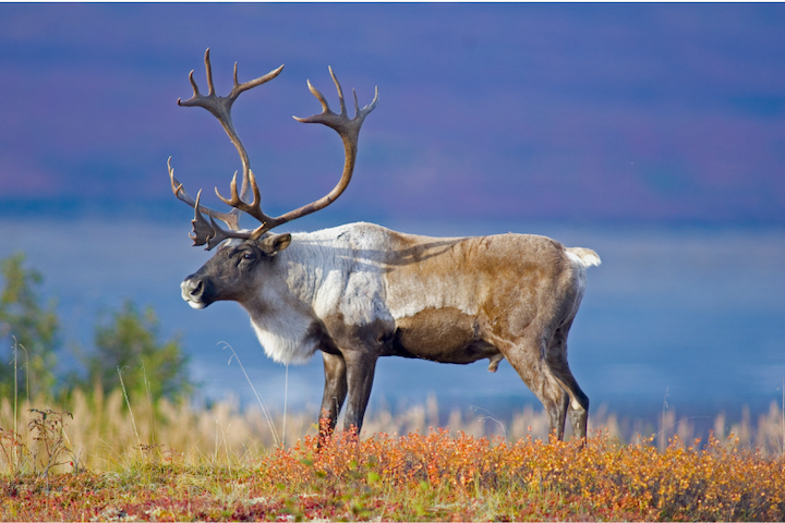 Hunting Rule Changes Announced for Hawaiʻi Island: Adaptive Management Authority Expires