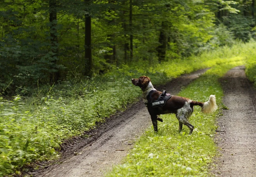 L'Italia offre un'esperienza di caccia incredibile grazie ai suoi paesaggi diversificati e alla ricca fauna selvatica. Dalle colline della Toscana alle pendici alpine, il