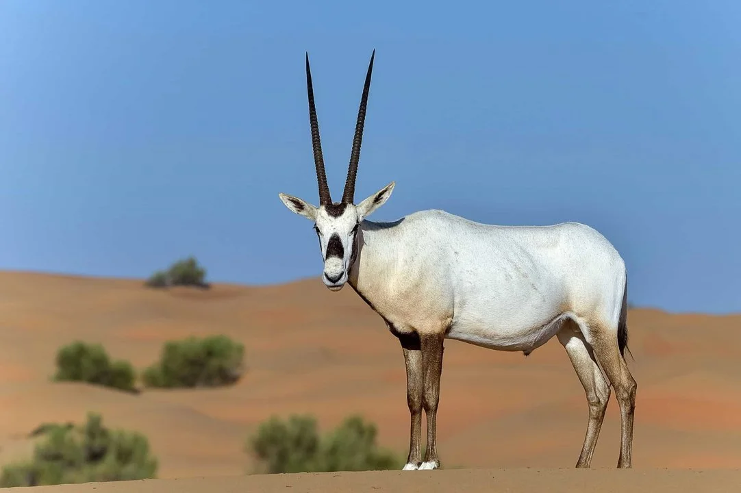 Սպիտակ օրիքս (Արաբական օրիքս) (Oryx leucoryx), 5 of 5