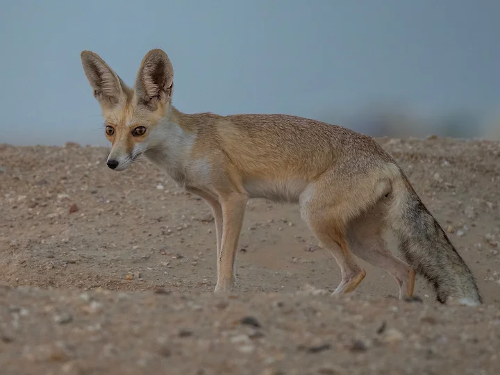 Arabiese vos (Arabiese rooivos) (Vulpes vulpes arabica), 3 of 3
