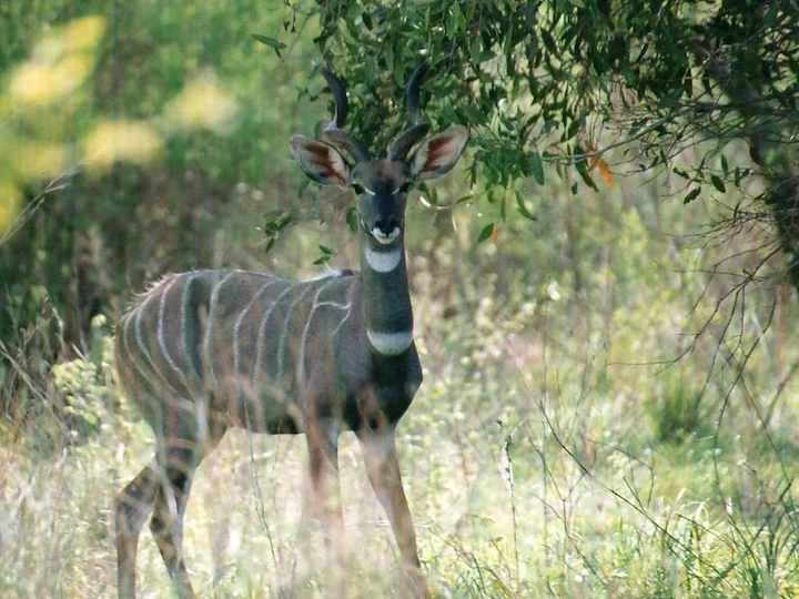 Kudu minore
