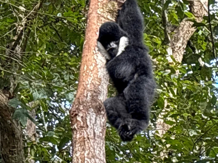 Északi fehérarcú gibon (Nomascus leucogenys)
