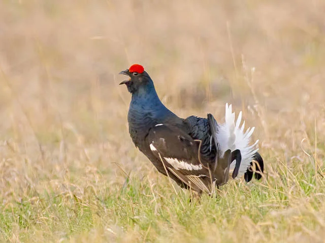 No hunting in protected areas!–a bold strategy from birdlife Norway