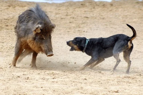 Trois chiens de chasse victimes de la maladie d’Aujeszky dans le Cantal: alerte sanitaire pour les veneurs