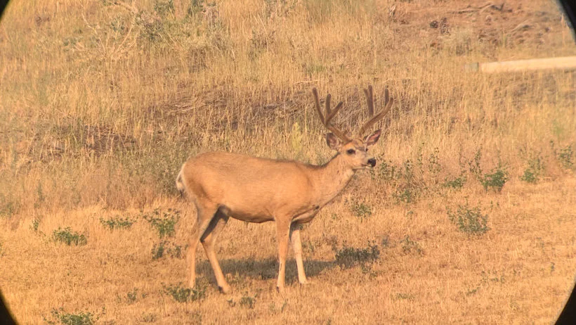 Perhaps no other game animal on the planet evokes the thought of western hunting as the illustrious mule deer (Odocoileus Hemionus). Synonymous with the landscape, its my