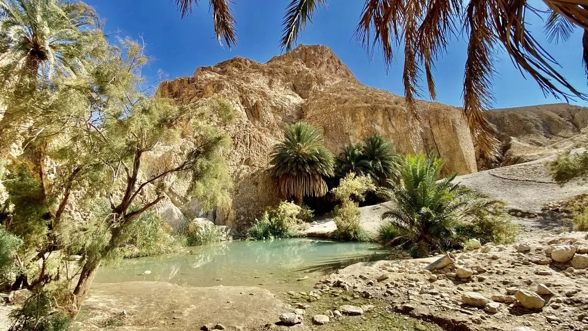 Desert Pursuits in KEBILI: Know more about Local Laws and Legislation, Game Speceies and Hunting Communities