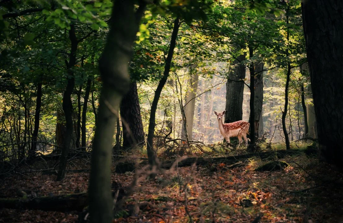 La Chasse dans le TARN: Explorez les Types de Chasse, Naviguez dans la Législation et Découvrez des Traditions

Le département du Tarn, situé en région Occitanie, entre M