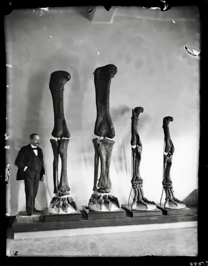 Henry Osborn – bone hunter

On a photo paleontologist Henry Osborn with dinosaur limbs, 1899.

Henry Osborn was the first man to describe the complete skeleton of Tyranno