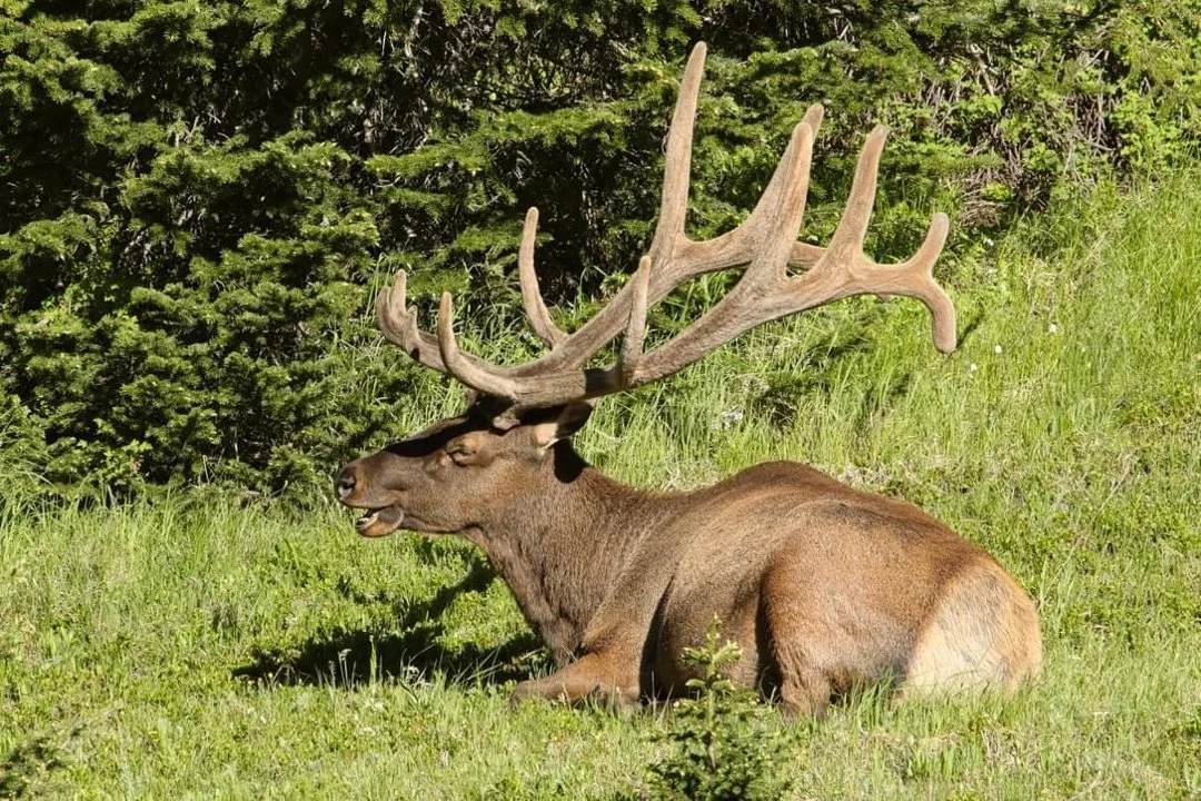 These beautiful bull elk took a break on the hillside along TRR.