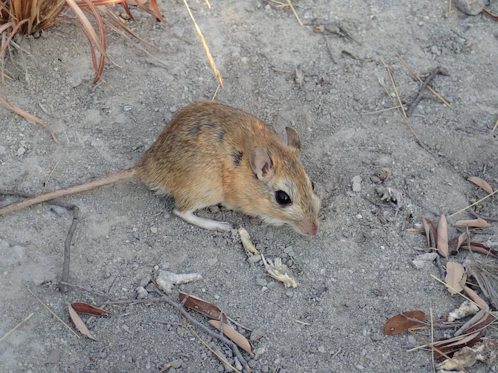 Bushveld Gerbil (Robust Gerbil) (Tatera robusta)