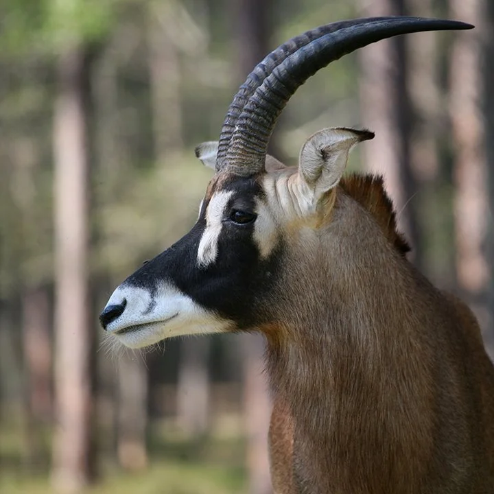 Ռոան անտիլոպ (Հիպոտրագ) (Hippotragus equinus), 2 of 4