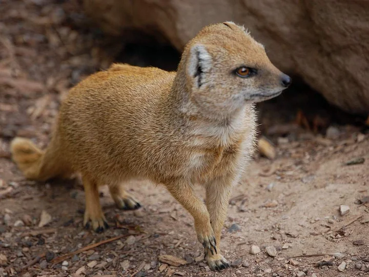 Ջավայի մուկրատ (Ոսկեբիծ մուկրատ) (Herpestes javanicus auropunctatus), 3 of 3
