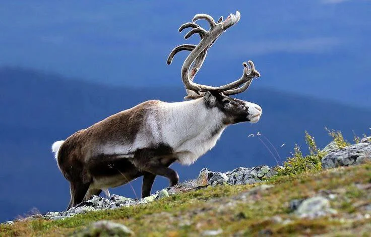 🏹 Ultimate Hunting Guide in Mongolia: Traditional Practices & Sustainable Tourism Opportunities
Discover the complete guide to hunting in Mongolia: explore traditional f